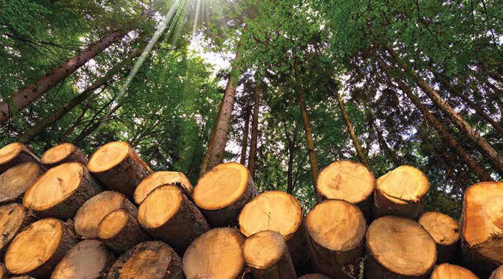 Emerging Market Opportunities for Minnesota's Forest Product Industry