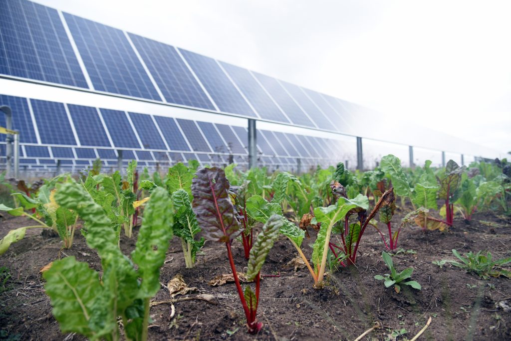 Agrivoltaics, lettuce plants growing, with solar panels over them.
